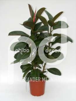 Фикус (Ficus elastica Robusta vertakt)