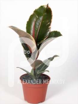 Фикус (Ficus elastica Tineke)