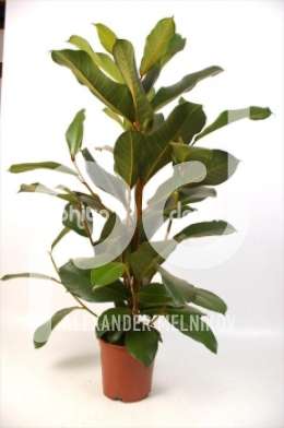 Фикус (Ficus Velvet)
