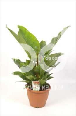 Филодендрон (Philodendron Imperial in deco pot)