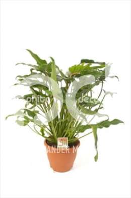 Филодендрон  (Philodendron Xanadu )