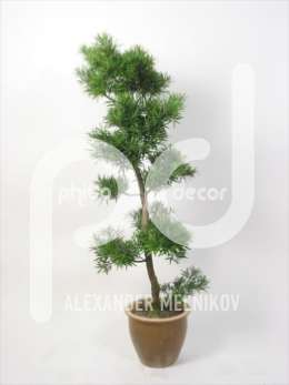 Ногоплодник (Podocarpus Nivalis)