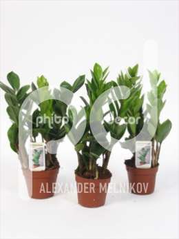 Замиокулкас (Zamioculcas)