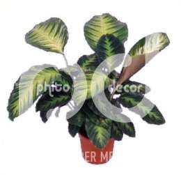 Калатея (Calathea misto)