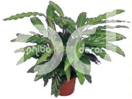 Калатея (Calathea tropistar)