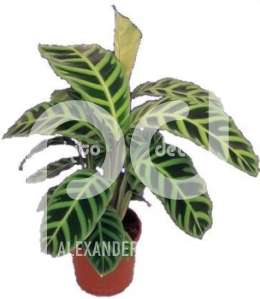 Калатея (Calathea zabrina)