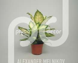 Диффенбахия (Dieffenbachia camilla klein)