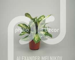 Диффенбахия (Dieffenbachia compacta klein)