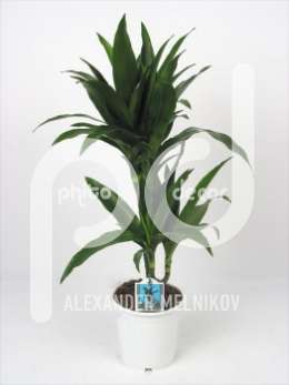 Драцена (Dracaena Deremensis Janet Graig)