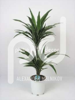 Драцена (Dracaena Deremensis Warneckei)