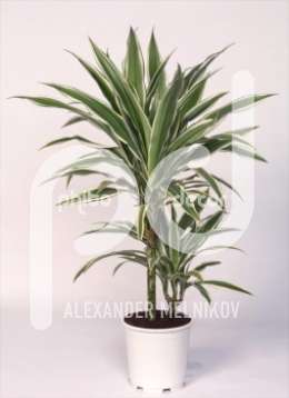 Драцена (Dracaena Deremensis White Stripe)