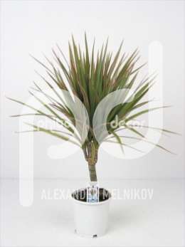 Драцена (Dracaena Marg. Bicolor stam)