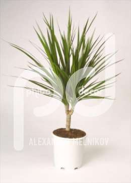 Драцена (Dracaena Marginata stam)