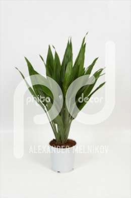 Драцена (Dracaena Thalioides)