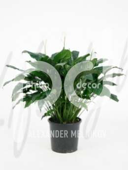 Спатифиллум (Spathiphyllum alfa)