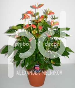 Антуриум (Anthurium Orange love)