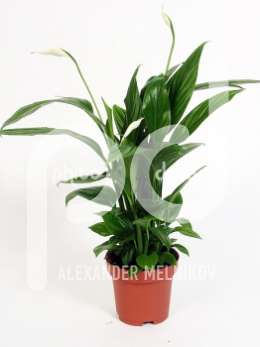 Спатифиллум (Spathiphyllum Alana)