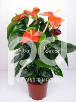 Антуриум (Anthurium andreanum Florida)