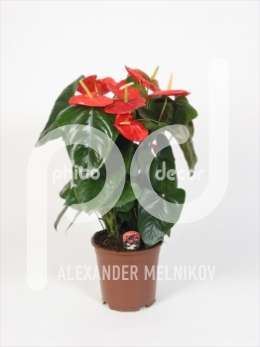 Антуриум (Anthurium andreanum Missisippi)