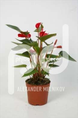 Антуриум (Anthurium andreanum Robino)