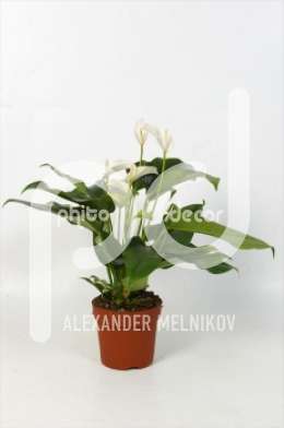 Антуриум (Anthurium andreanum Rotero)