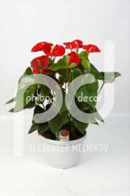 Антуриум (Anthurium andreanum Sierra)