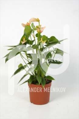 Антуриум (Anthurium andreanum Stilo)