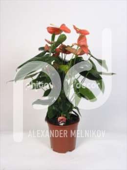 Антуриум (Anthurium andreanum Tenessee)