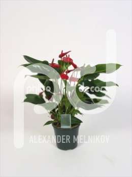 Антуриум (Anthurium andreanum Treveri)