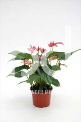 Антуриум (Anthurium andreanum Vitalis)