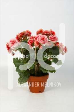 Бегония (Begonia Borias in stenen teeltpot)