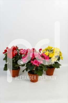 Бегония (Begonia op kleur in stenen teeltpot)