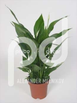 Спатифиллум (Spathiphyllum Cupido)