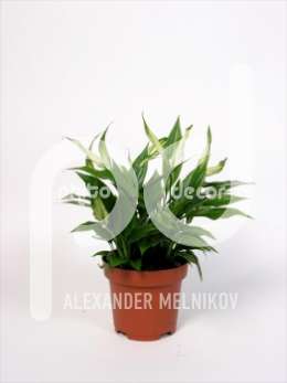 Спатифиллум (Spathiphyllum Tango)