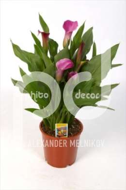 Зантедестия (Zantedeschia diverse)