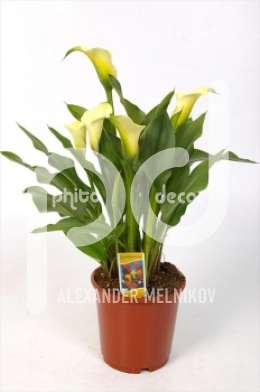 Зантедестия (Zantedeschia diverse kleuren)