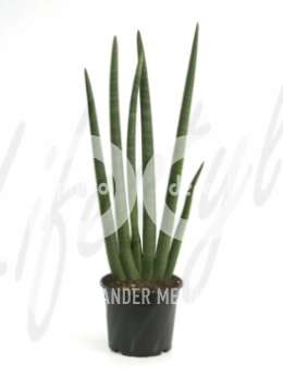 Сансевиерия (Sansevieria cilindro)