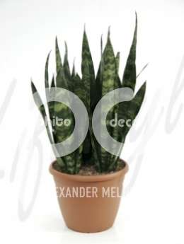 Сансевиерия (Sansevieria coral black)