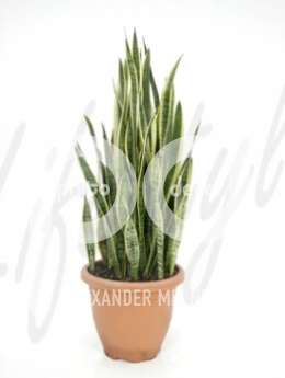 Сансевиерия (Sansevieria laurentii)