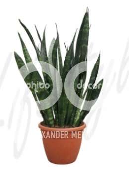 Сансевиерия (Sansevieria zeylanica)