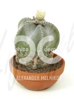 Астрофитум (Astrophytum microstigma)