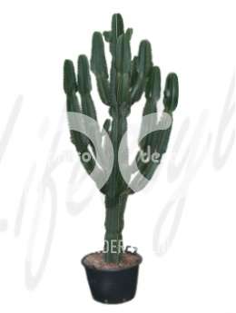 Молочай (Euphorbia ingens)