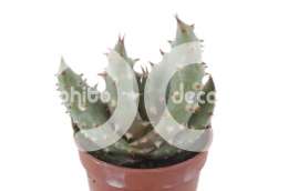 Алое, столетник (Aloe aculeata)