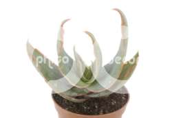 Алое, столетник (Aloe striata)