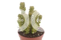 Толстянка (Crassula erecta Mauschentreppe)