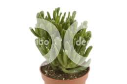 Толстянка (Crassula Horn Tree)