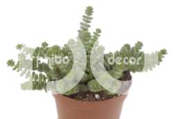 Толстянка (Crassula Hottentot)