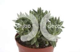 Толстянка (Crassula mesembrianthemopsis)