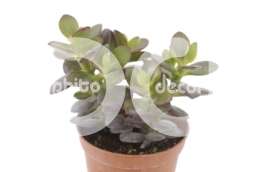 Толстянка (Crassula minor)