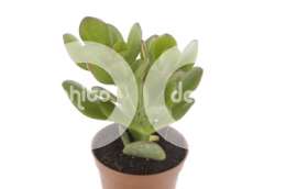 Толстянка (Crassula portulacea)